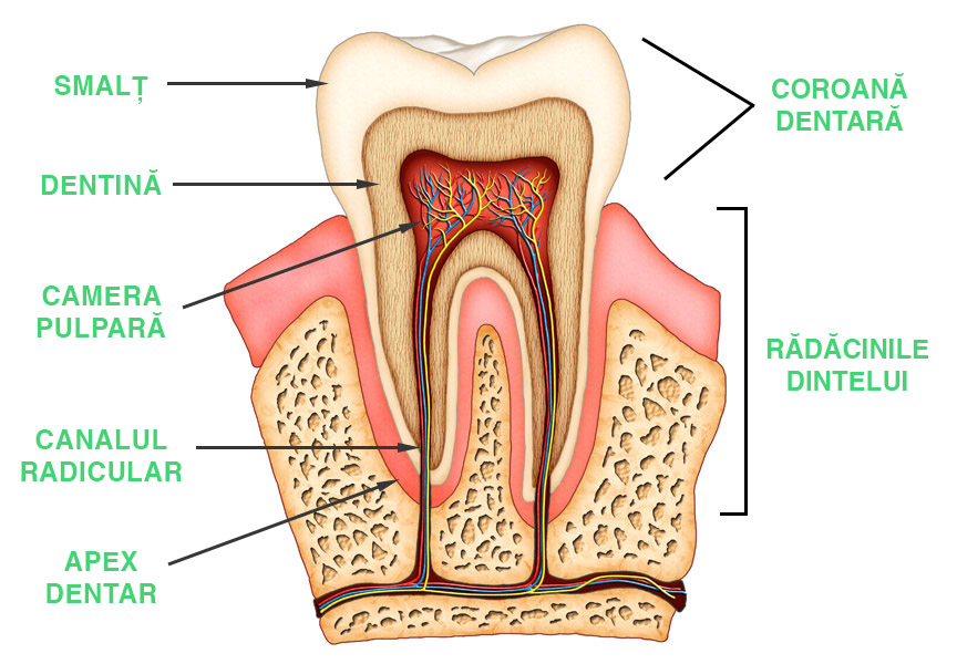 Anatomia dintelui